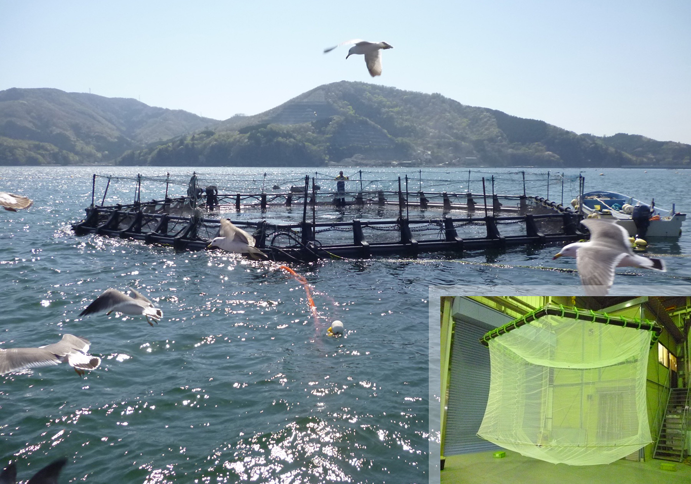 Submersible Fish Cage. A typical fish cage made of polyethylene frames can be submerged or raised by supplying or exhausting air to a flexible hose inside the polyethylene pipes. In a demonstration experiment conducted in Onagawa, Miyagi Prefecture, coho salmon were farmed at depths of 10 to 20 meters, where the water temperature is lower. This resulted in a longer farming period and successful shipment scheduling.Credit: Daisuke Kitazawa Laboratory